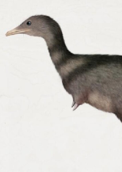 Parvicursor