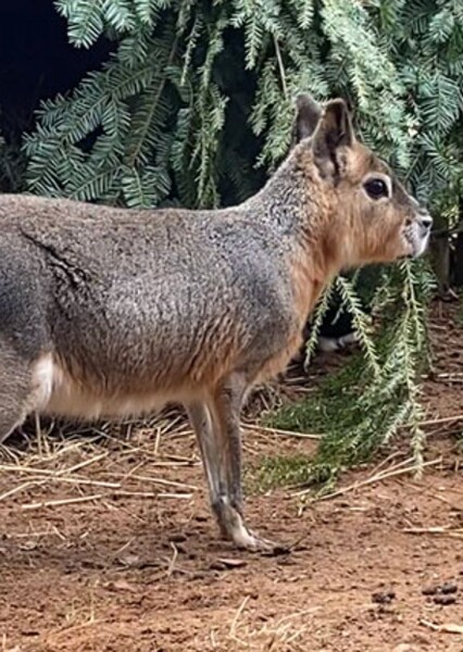 Patagonian Mara/Cavy