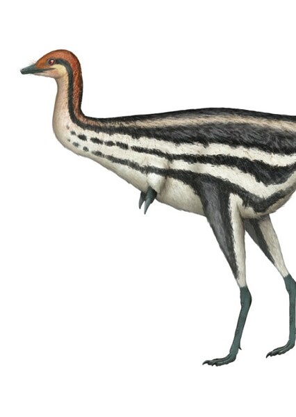 Patagonykus