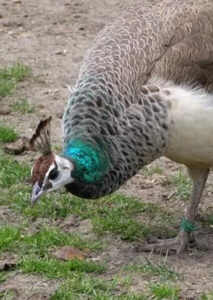 Peafowl photo