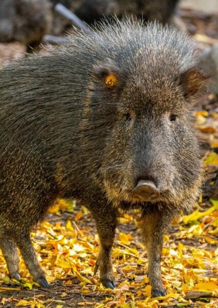 Peccary photo
