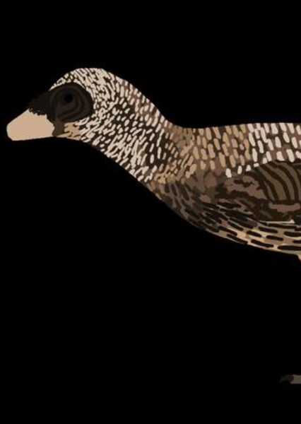 Pectinodon photo