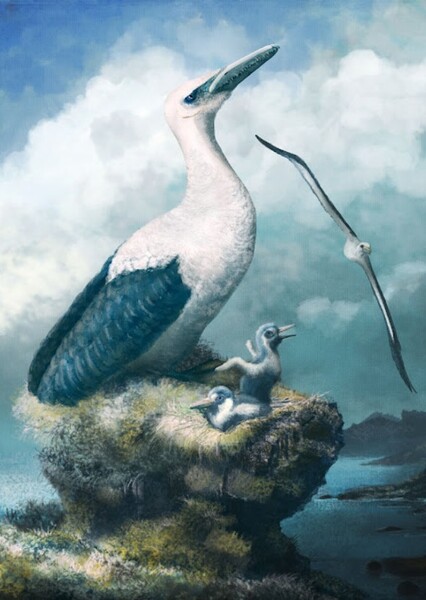Pelagornis
