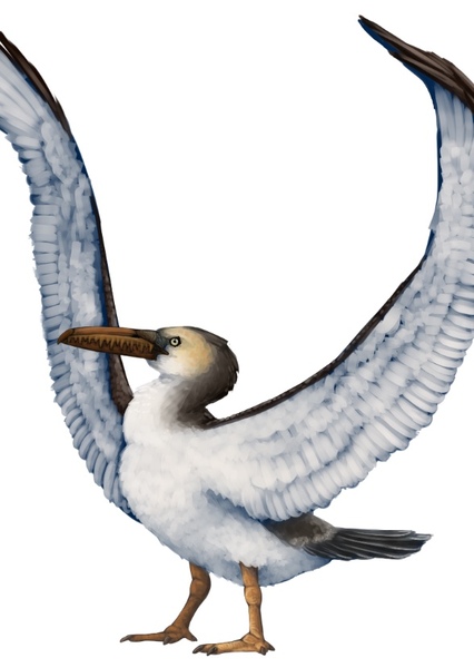 Pelagornis sandersi photo