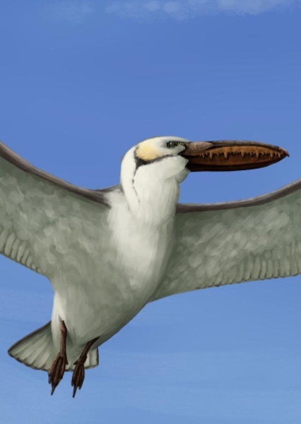 Pelagornis sandersi photo