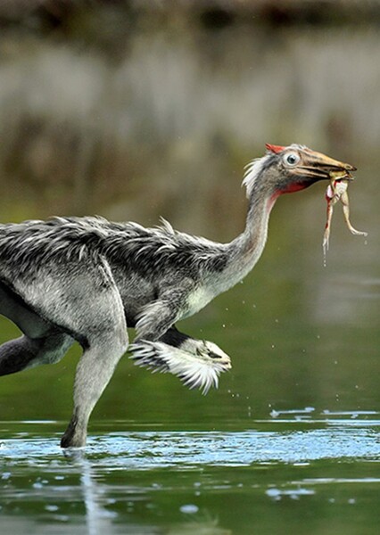 Pelecanimimus