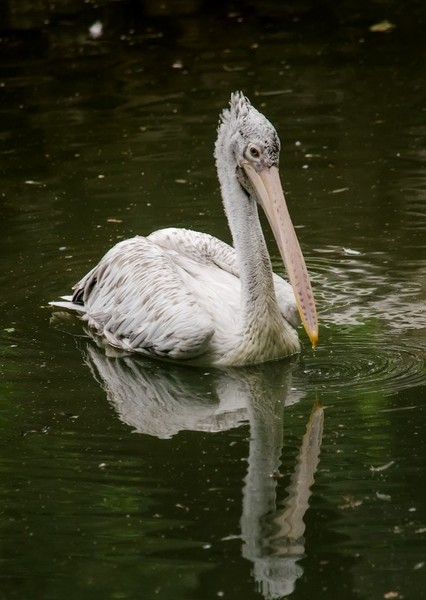 Pelican photo