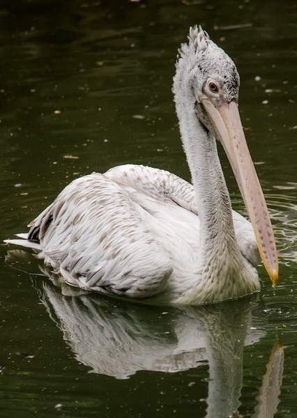 Pelican photo