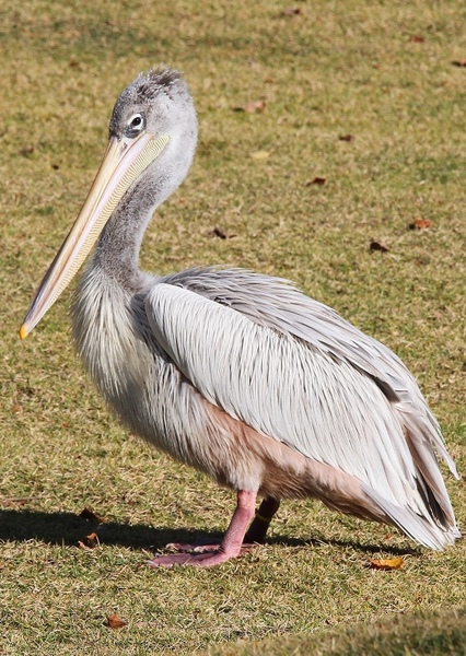Pelican photo