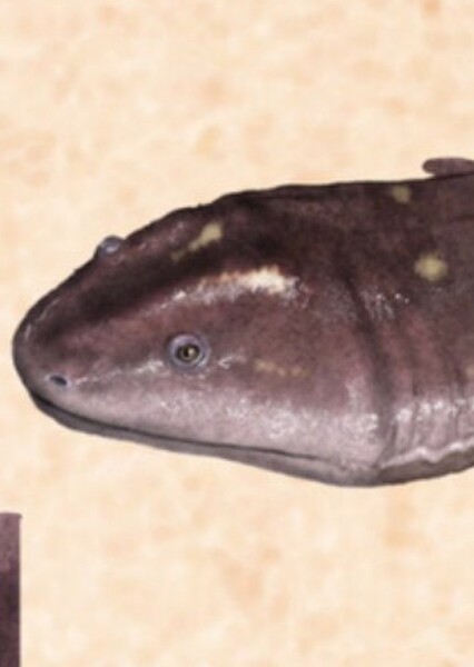 Pelorocephalus