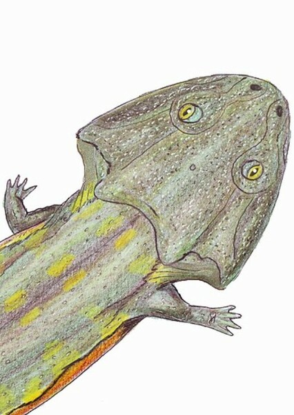 Pelorocephalus photo