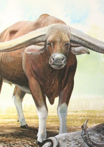 Pelorovis oldоwayensis photo