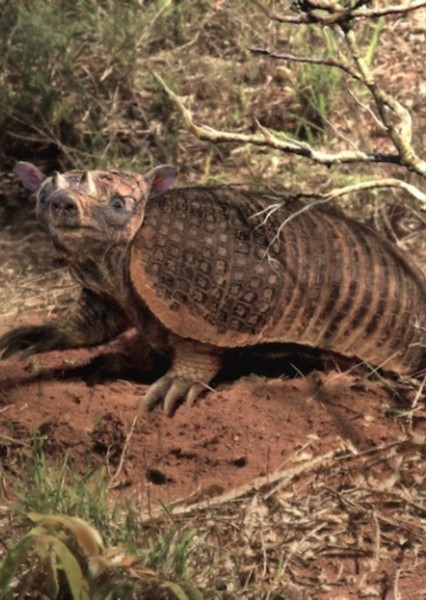 Peltephilus photo