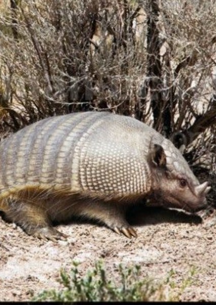 Peltephilus