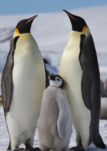 Penguin photo