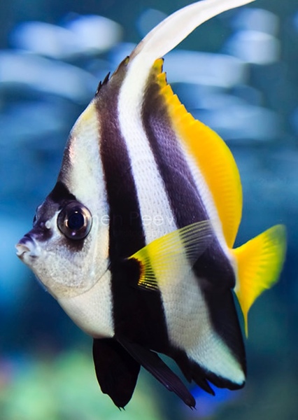 Pennant Coralfish