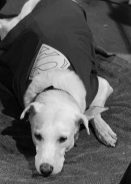 Pepsi the Rescue Dog photo