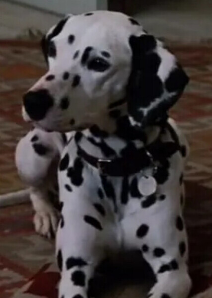 Perdita (101 Dalmatians) photo