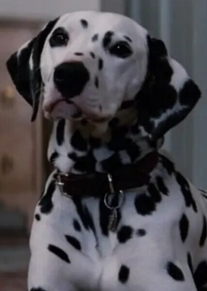 Perdita (101 Dalmatians) photo