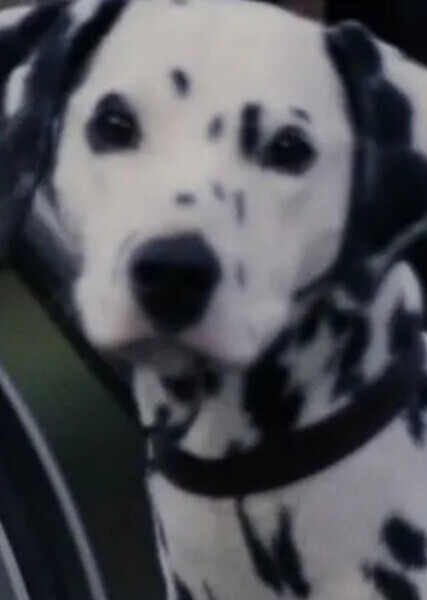 Perdita (101 Dalmatians) photo