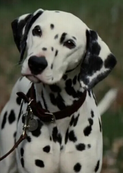 Perdita (101 Dalmatians) photo