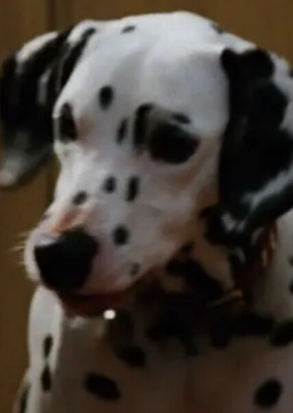Perdita (101 Dalmatians) photo