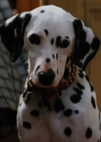 Perdita (101 Dalmatians) photo
