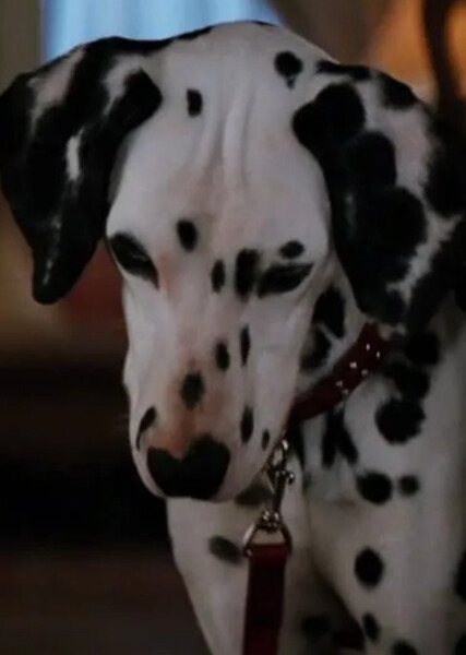 Perdita (101 Dalmatians) photo