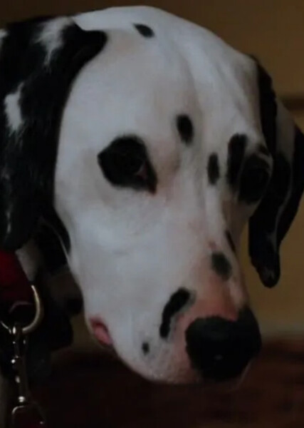 Perdita (101 Dalmatians) photo