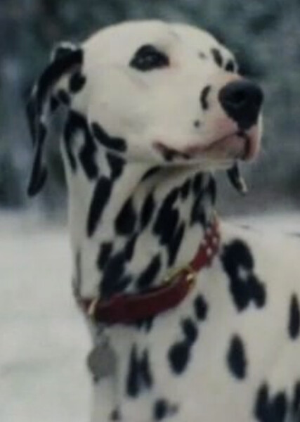 Perdita (101 Dalmatians) photo
