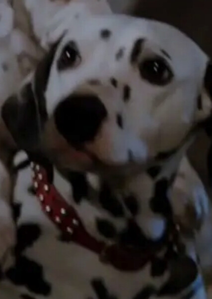 Perdita (101 Dalmatians) photo