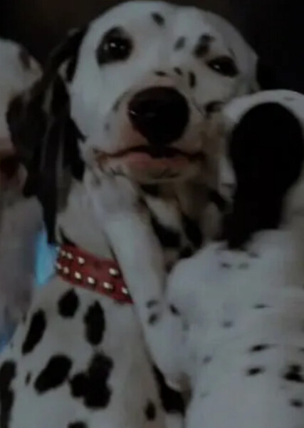Perdita (101 Dalmatians) photo