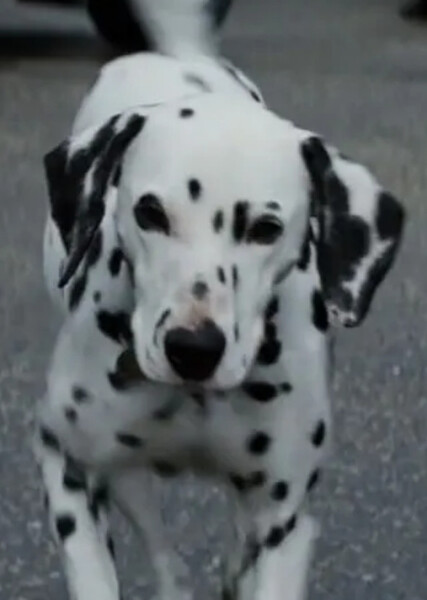 Perdita (101 Dalmatians) photo