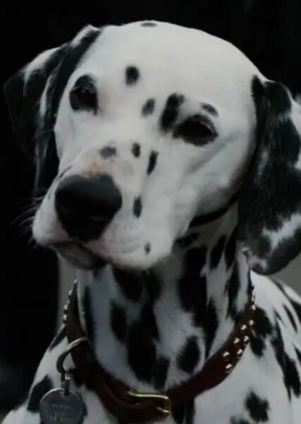 Perdita (101 Dalmatians) photo