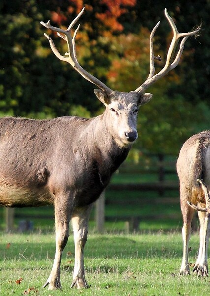 Pere David’s Deer