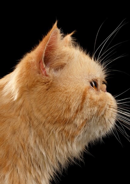 Persian Cat photo