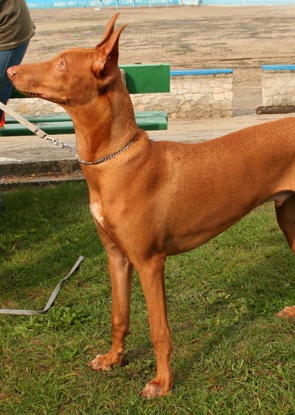 Khamun