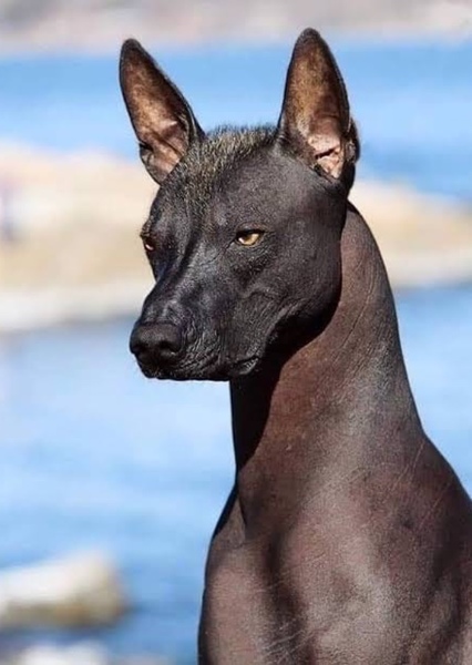 Pharaoh Hound photo