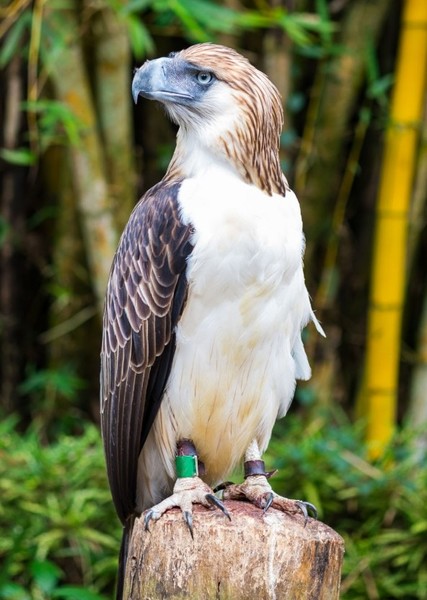 Philippine Eagle photo