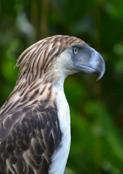 Philippine Eagle photo