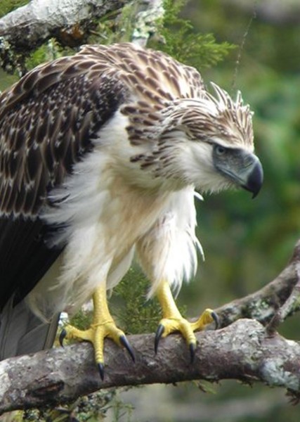 Philippine Eagle photo