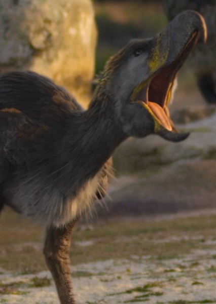 Phorusrhacos photo