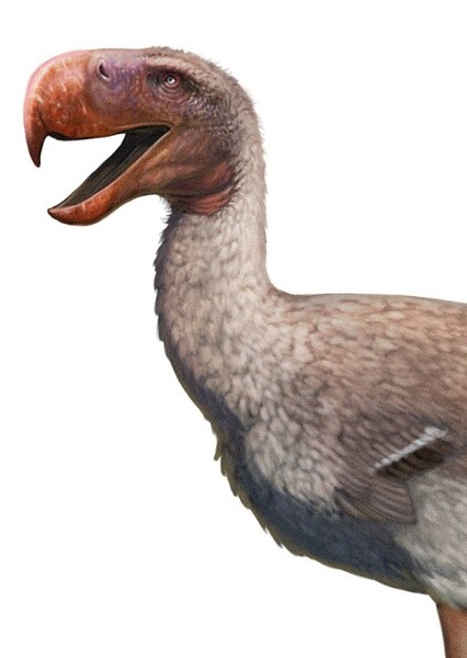 Phorusrhacos