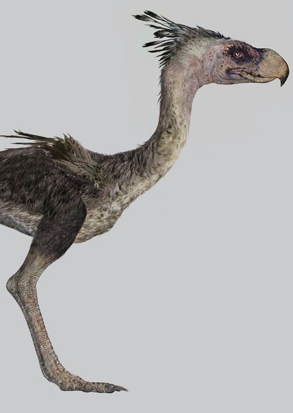 Phorusrhacos photo