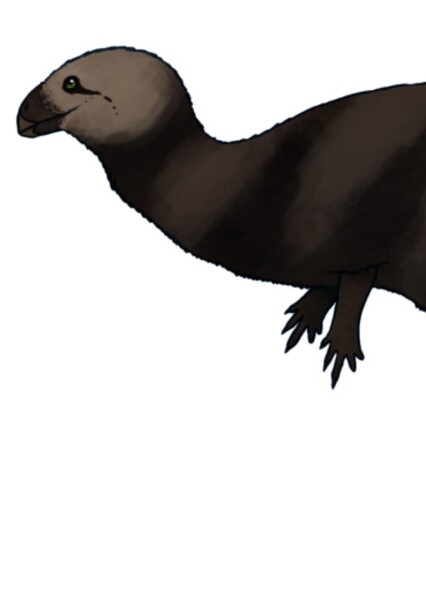 Phyllodon
