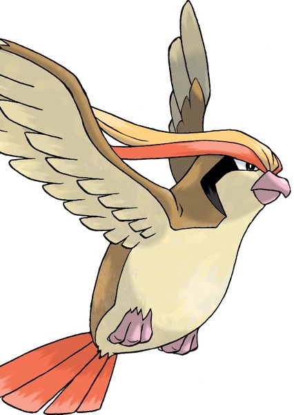 Pidgeot photo