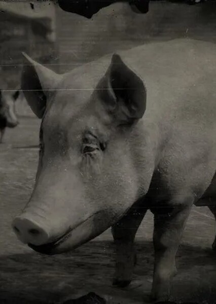 Pig photo