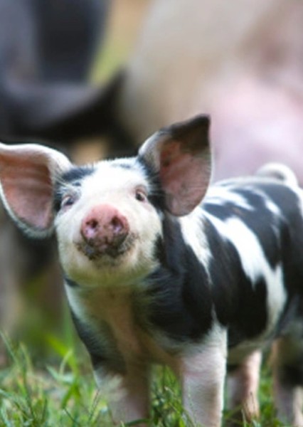 Pig photo