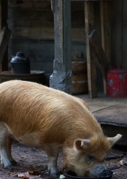 Pig Sound Effects photo