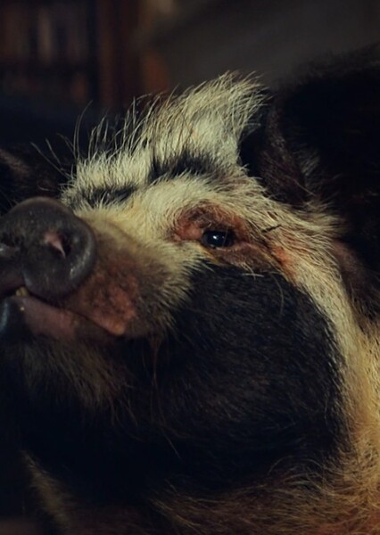Pig Sound Effects photo